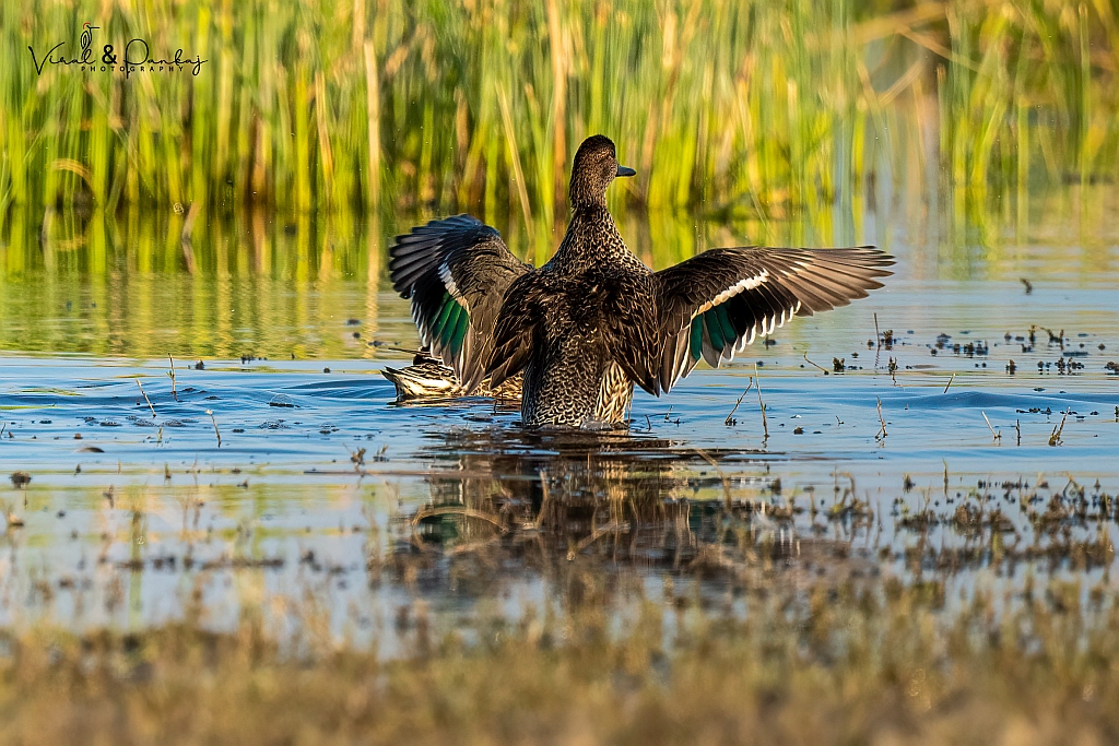 Common Teal